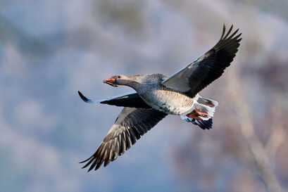 Oie cendrée-Anser anser-Greylag Goose