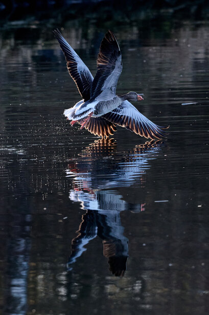 Oie cendrée-Anser anser-Greylag Goose