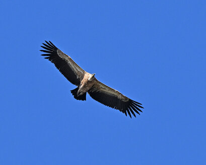 Vautour fauve-Gyps fulvus-Griffon Vulture