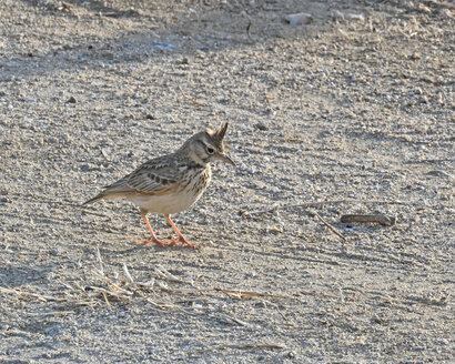 Cochevis huppé-Galerida cristata-Crested Lark