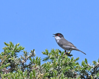 Fauvette mélanocéphale-Curruca melanocephala-Sardinian Warbler