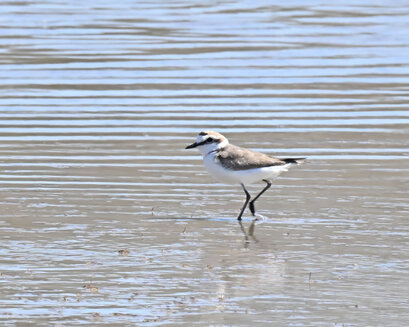 Gravelot à collier interrompu-Anarhynchus alexandrinus-Kentish Plover 