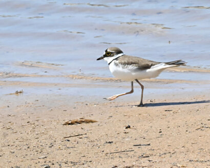 Petit Gravelot-Charadrius dubius-Little Ringed Plover