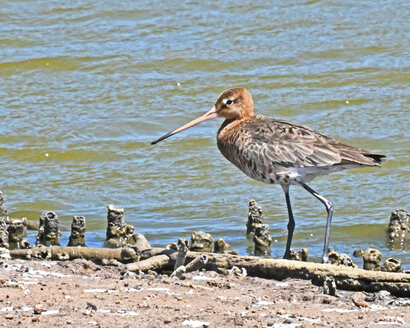 Barge à queue noire-Limosa limosa-Black-tailed Godwit