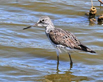 Chevalier aboyeur-Tringa nebularia-Common Greenshank