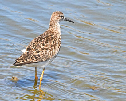 Combattant varié-Calidris pugnax-Ruff