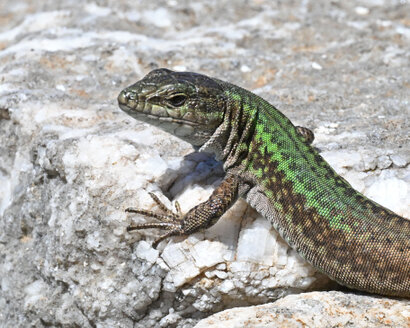 Lézard des murailles 