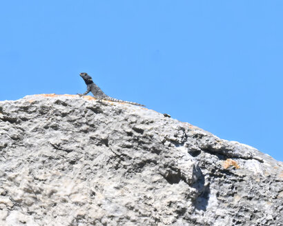 Lézard Agama 