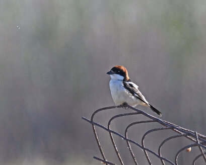 Pie-grièche à tête rousse-Lanius senator-Woodchat Shrike