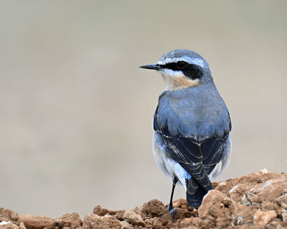 Traquet motteux-Oenanthe oenanthe-Northern Wheatear