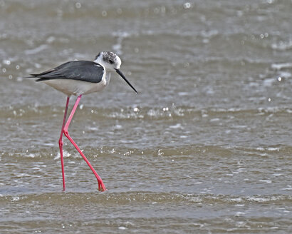 Échasse blanche-Himantopus himantopus-Black-winged Stilt