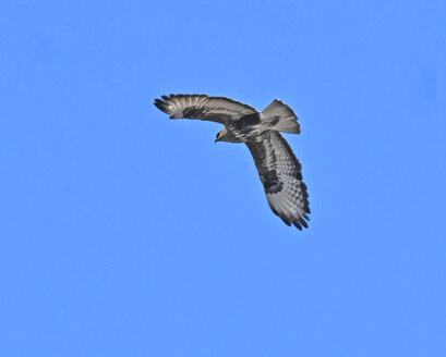 Aigle de Bonelli-Aquila fasciata-Bonelli