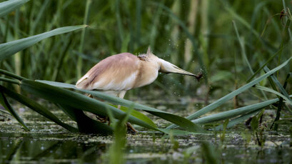 Crabier chevelu-Ardeola ralloides-Squacco Heron