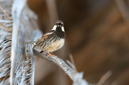 Moineau espagnol  - Passer hispaniolensis - Spanish Sparrow (2).jpg
