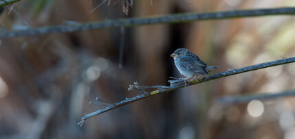 Moineau espagnol  - Passer hispaniolensis - Spanish Sparrow 1.jpg