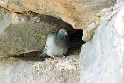 Pigeon biset  - Columba livia - Rock Dove.jpg