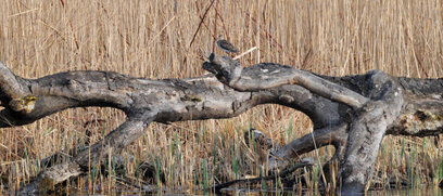 Bécassine des marais - Gallinago gallinago - Common Snipe (3).jpg