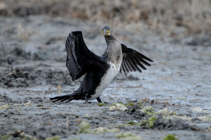 Grand Cormoran - Phalacrocorax carbo - Great Cormorant (2).jpg