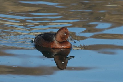 Fuligule nyroca-Aythya nyroca-Ferruginous Duck
