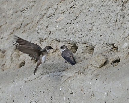 Hirondelle de rivage-Riparia riparia-Sand Martin