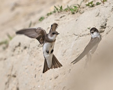 Hirondelle de rivage-Riparia riparia-Sand Martin