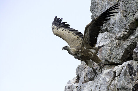 Vautour fauve - Gyps fulvus - Griffon Vulture.jpg