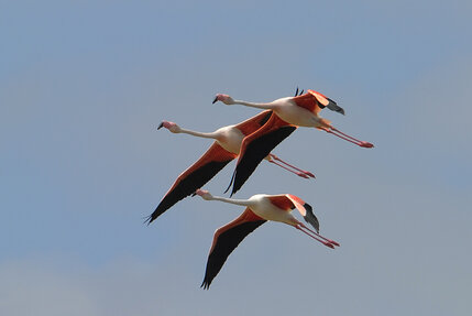 Flamant rose - Phoenicopterus roseus - Greater Flamingo.jpg