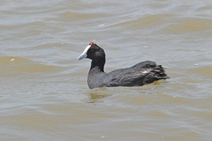Foulque caronculée - Fulica cristata - Red-knobbed Coot.jpg
