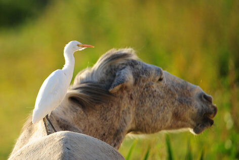 Héron garde-bœufs - Bubulcus ibis - Western Cattle Egret (2).jpg