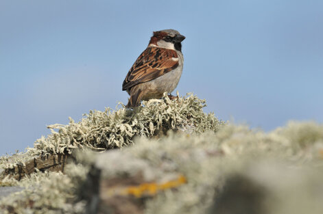 Moineau domestique - Passer domesticus - House Sparrow (8).jpg