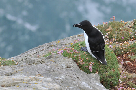 Pingouin torda - Alca torda - Razorbill (42).jpg
