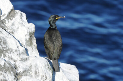 Grand Cormoran - Phalacrocorax carbo - Great Cormorant.jpg