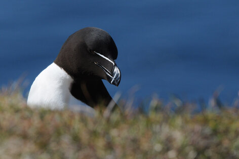 Pingouin torda - Alca torda - Razorbill (11).jpg