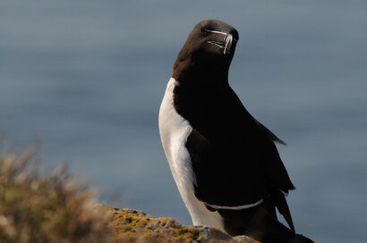 Pingouin torda - Alca torda - Razorbill (19).jpg