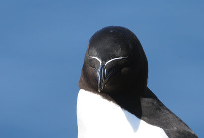 Pingouin torda - Alca torda - Razorbill.jpg
