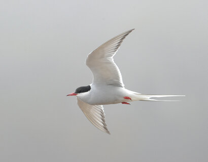 Sterne pierregarin - Sterna hirundo - Common Tern (5).jpg