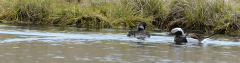 Harelde boréale - Harelde kakawi - Clangula hyemalis - Long-tailed Duck (2).jpg