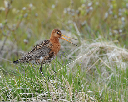 Barge à queue noire - Limosa limosa - Black-tailed Godwit (2).jpg