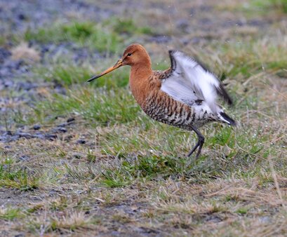 Barge à queue noire - Limosa limosa - Black-tailed Godwit (7).jpg