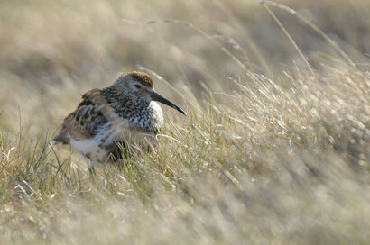 Bécasseau variable - Calidris alpina - Dunlin (2).jpg