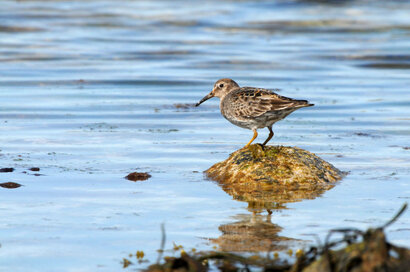 Bécasseau violet - Calidris maritima - Purple Sandpiper (2).jpg