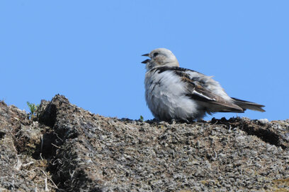 Bruant des neiges  - Plectrophane des neiges - Plectrophenax nivalis - Snow Bunting  (3).jpg