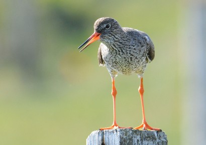 Chevalier gambette - Tringa totanus - Common Redshank (6).JPG
