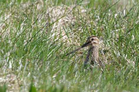 Bécassine des marais - Gallinago gallinago - Common Snipe (32).JPG
