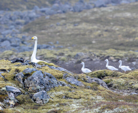 Cygne chanteur - Cygnus cygnus - Whooper Swan (2).jpg
