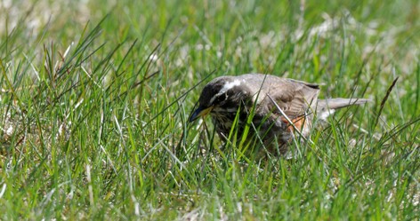 Grive mauvis - Turdus iliacus - Redwing (118).JPG