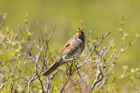 Grive mauvis - Turdus iliacus - Redwing (54).JPG