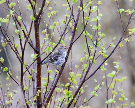 Lagopède alpin - Lagopus muta - Rock Ptarmigan (2).jpg