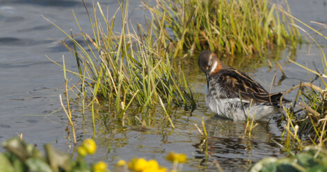 Phalarope à bec étroit - Phalaropus lobatus - Red-necked Phalarope (1).jpg