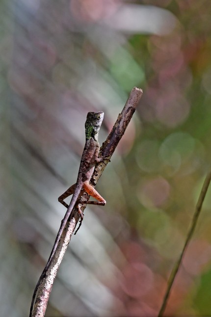 SRI_6606 copie.jpg